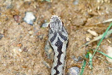 head markings on vipera berus