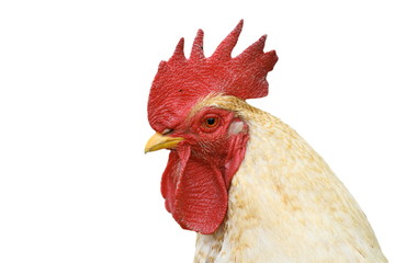 isolated portrait of white cock © taviphoto