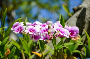 Fototapeta premium white orchid flower in nature garden