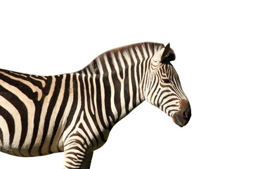 isolated profile view of a zebra