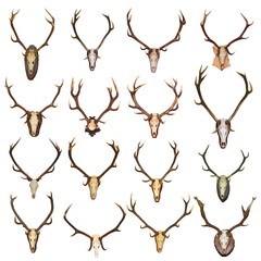 large collection of isolated red deer hunting trophies