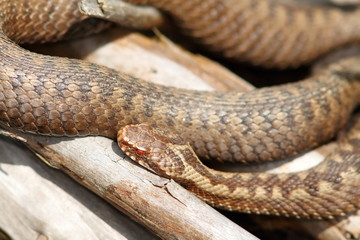 orange female european common viper basking