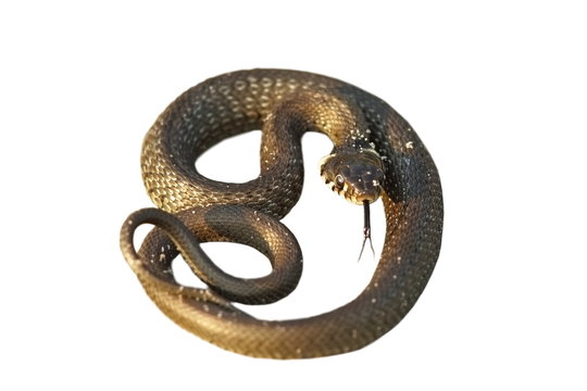 isolated grass snake