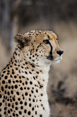 Gepard; Portrait