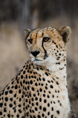 Gepard; Portrait