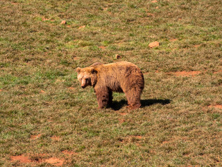 Brown bear on green grass 