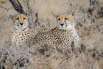 Gepardenpaar in der Steppe; Acinonyx jubatus