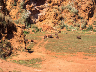 Herd of brown bears 