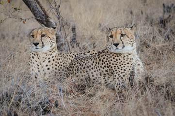 Gepardenpaar in der Steppe; Acinonyx jubatus