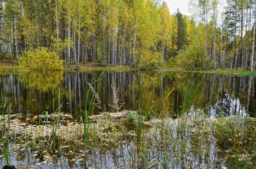 Fototapeta na wymiar Lake in forest in autumn with fallen leaves.