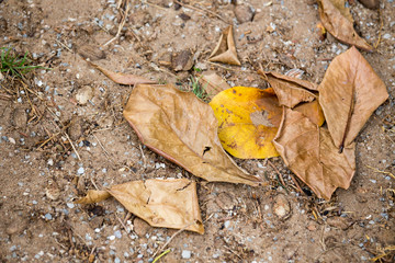 dry leaves on sand ground