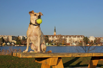 Urlaub mit Hund