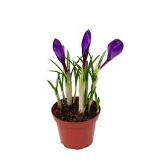 growing purple crocuses