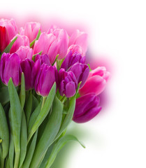 bouquet of  pink and purple  tulip flowers