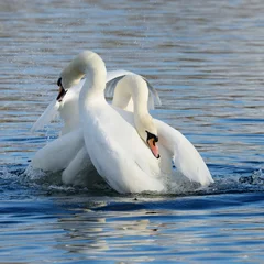 Photo sur Plexiglas Cygne Mute Swan, cygnus olor