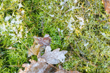 Obraz premium fallen leaves under hoarfrost
