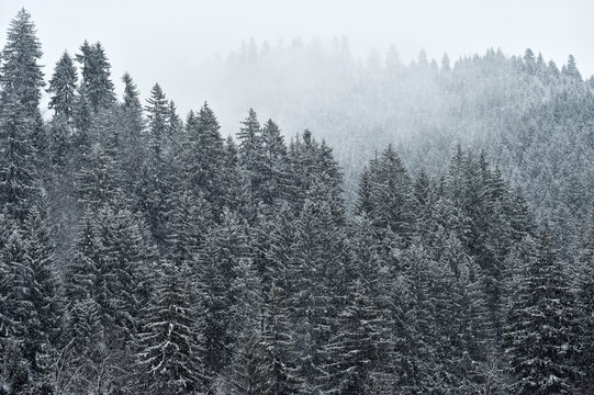 Fototapeta Snowfall on a pine tree forest