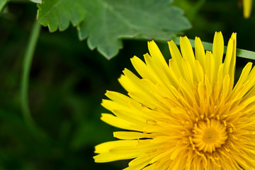 dandelion