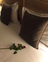 rosa rossa