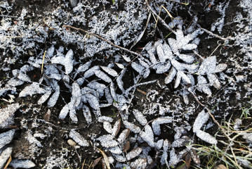Frozen rowan leafs