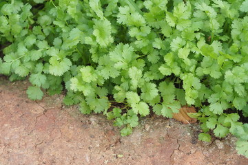 Corianders in garden with green leaf 