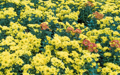 The flower chrysanthemum