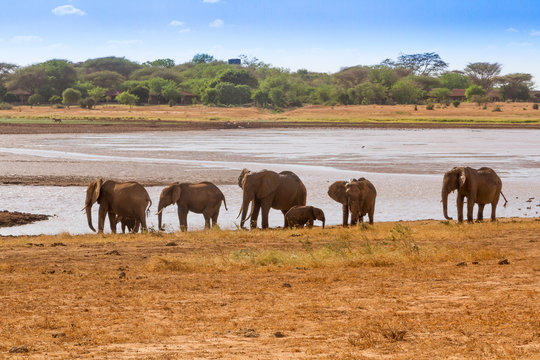 Elephants Tsavo East National Park In Kenya