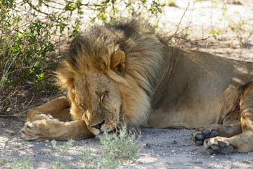 Naklejka premium Müder Löwe
