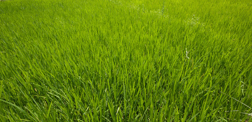 Obraz premium Green Grrass