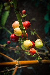 Red and green coffee berries