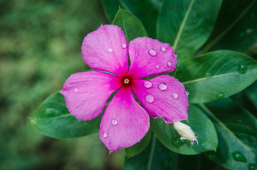 Purple flower Lotus effect