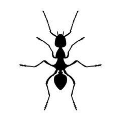 Insect anatomy. Silhouette Formica exsecta. Sketch of ant. Ant . hand-drawn silhouette ant. Vector