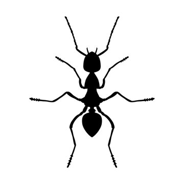 Insect anatomy. Silhouette Formica exsecta. Sketch of ant. Ant . hand-drawn silhouette ant. Vector