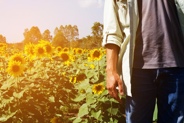 Fototapeta na wymiar People stand on sunflower field summertime With sunset