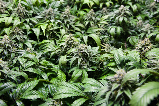 A sea of green marijuana plants and buds. THC crystals clearly visible