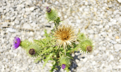 Flor de cactus o cardo