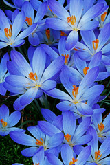 Blue Zwanenburg Crocus in spring bloom © Scott Bufkin