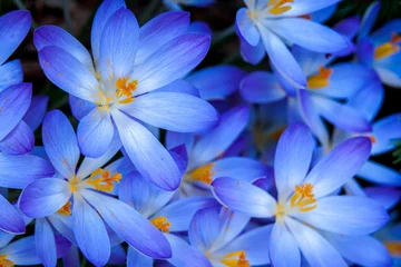 Cercles muraux Crocus Blue Zwanenburg Crocus bloom