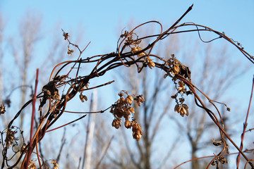 sear viny plants of common hop in autumn