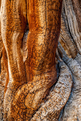 Obraz premium bristlecone patterns