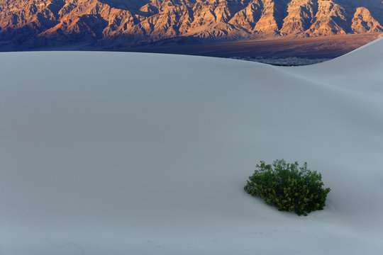 Lone Creosote Bush In Dunes