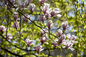 Rhododendron blooming in park