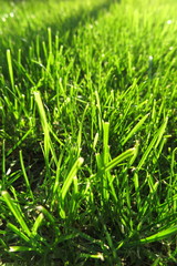 Fototapeta premium Fresh mown lawn grass in the sunny autumn garden