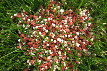 Granular lawn fertilizer on the fresh lawn in the autumn garden
