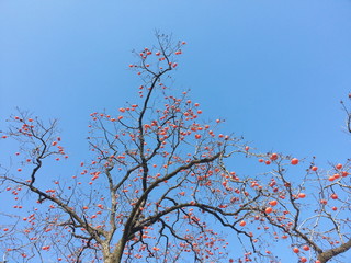 a Red-ripe Persimmon