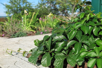 Virginia creeper (Parthenocissus quinquefolia var. murorum) in the summer garden