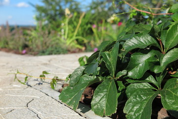 Virginia creeper (Parthenocissus quinquefolia var. murorum) in the summer garden