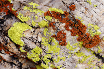 red and yellow lichen on white marble