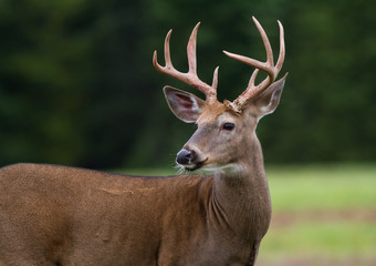 Naklejka premium Whitetail deer buck standing in an open field.