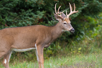 Whitetail deer buck standing in an open field.